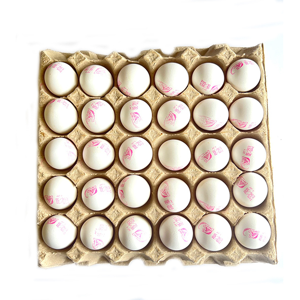 ** تخم مرغ شانه ای سیمرغ